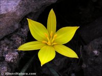 Tulipa sylvestris
ssp australis