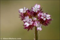Turgenia latifolia