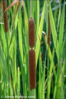 Typha domingensis