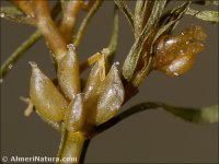 Zannichellia contorta