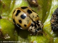 Harmonia quadripunctata