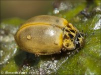 Harmonia quadripunctata