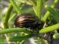 Chrysolina americana