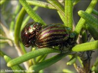Chrysolina americana