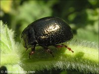 Chrysolina bankii