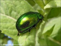 Chrysolina herbacea