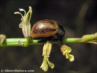 Chrysolina sp.