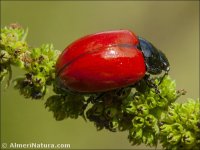 Chrysolina lucida