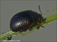 Chrysolina sp.