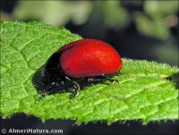 Chrysomela populi
