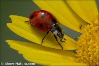 Cocinella septempunctata