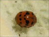Subcoccinella vigintiquatuorpunctata