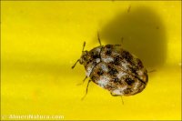 Anthrenus sp.