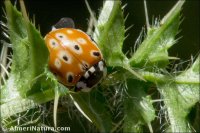 Adonia variegata