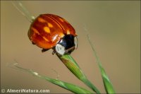 Neomysia oblongoguttata