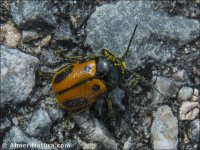 Cryptocephalus rugicollis