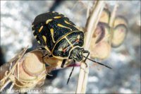 Eurydema fieberi