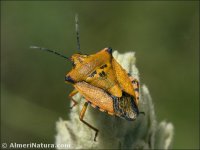 Carpocoris mediterraneus