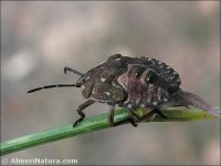Carpocoris sp.