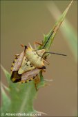 Carpocoris sp.