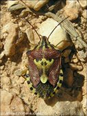 Codophila varia