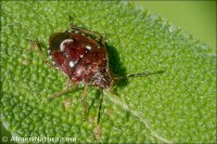 Stagonomus amoenus