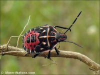 Codophila varia