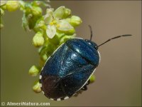 Canthophorus melanopterus