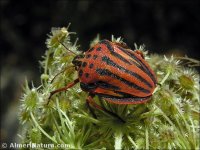 Graphosoma semipunctatum
