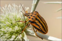 Graphosoma semipunctatum