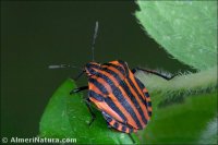 Graphosoma italicum