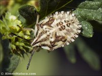 Graphosoma lineatum