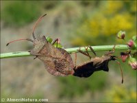 Coreus marginatus