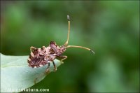 Centrocoris sp.