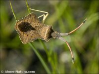Syromastus rhombeus