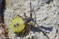 Enoplops scapha