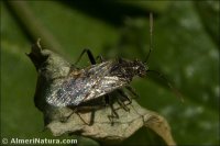 Nysius sp