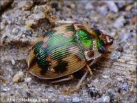 Omophron limbatum