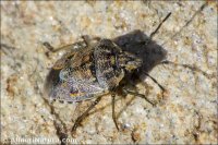 Holcogaster fibulata