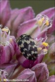 Attagenus trifasciatus