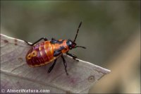 Spilostethus pandurus