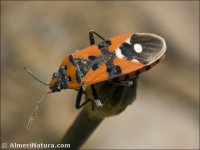 Lygaeus equestris