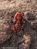 Lygaeus equestris