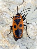 Pyrrhocoris apterus
