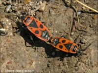 Pyrrhocoris apterus