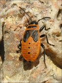Pyrrhocoris apterus