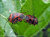 Eurydema sp.