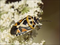 Eurydema ornata