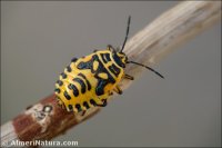 Eurydema ornata