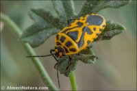 Eurydema ventralis